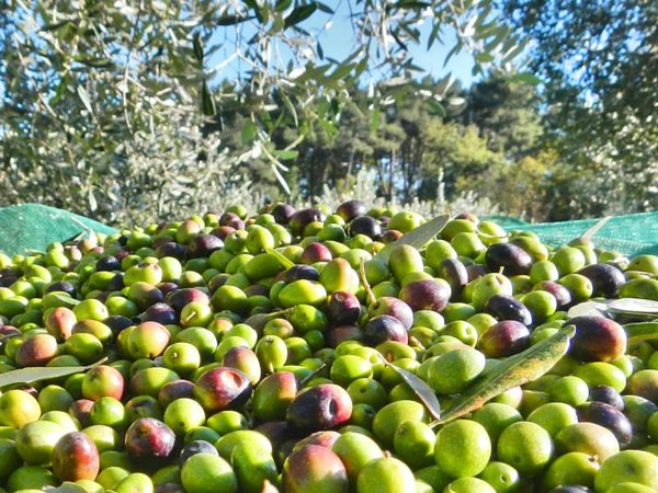 terreno agricolo in vendita a Terracina in zona Casaletti