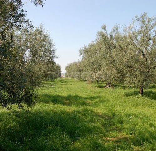 terreno agricolo in vendita ad Acuto