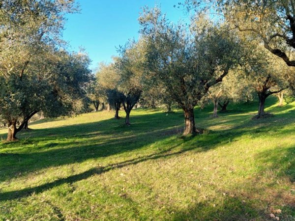 terreno agricolo in vendita ad Alatri in zona Tecchiena