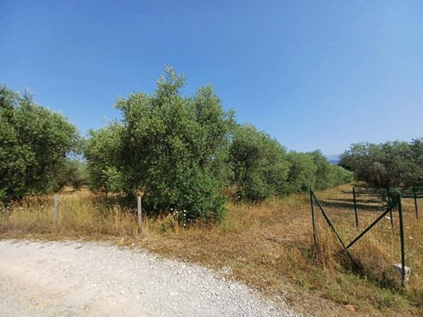 terreno agricolo in vendita ad Alatri in zona Basciano