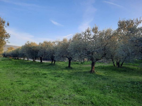 terreno agricolo in vendita ad Alatri in zona Tecchiena
