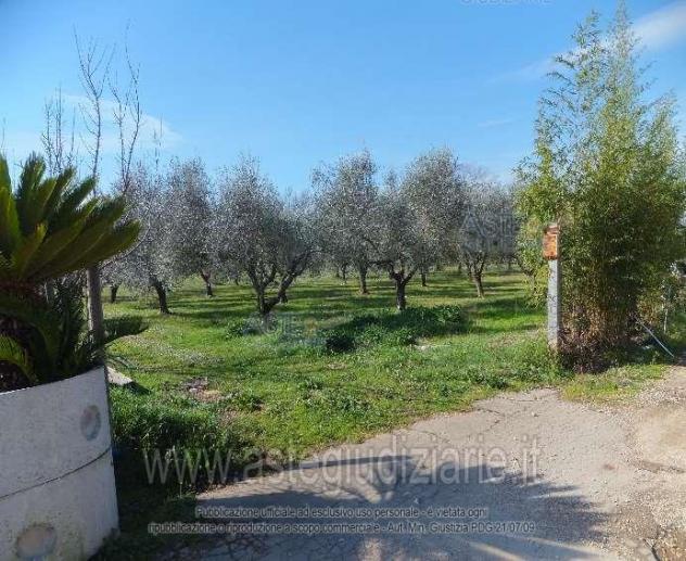 terreno agricolo in vendita ad Alatri