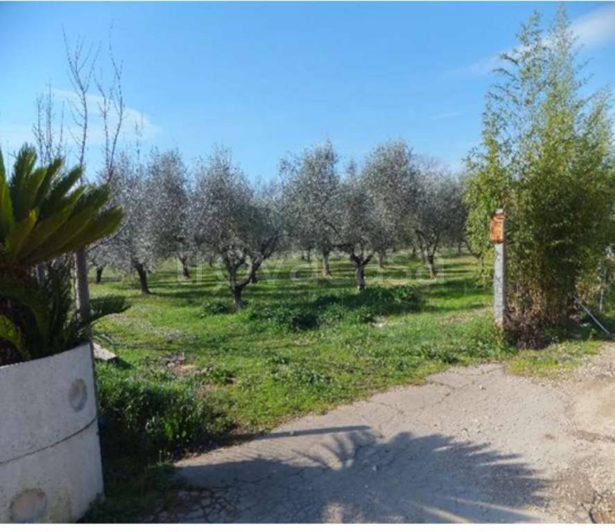 terreno agricolo in vendita ad Alatri in zona Tecchiena