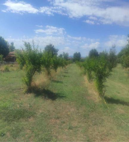 terreno agricolo in vendita ad Alatri