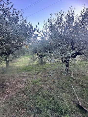 terreno agricolo in vendita ad Alatri