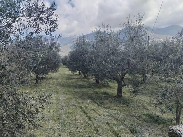 terreno agricolo in vendita ad Alatri