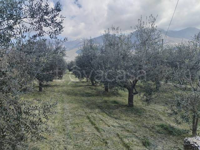 terreno agricolo in vendita ad Alatri