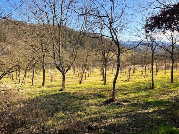 terreno agricolo in vendita ad Alvito