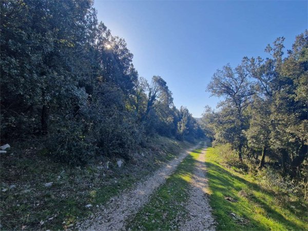 terreno agricolo in vendita ad Amaseno