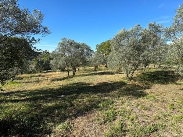 terreno agricolo in vendita ad Arpino