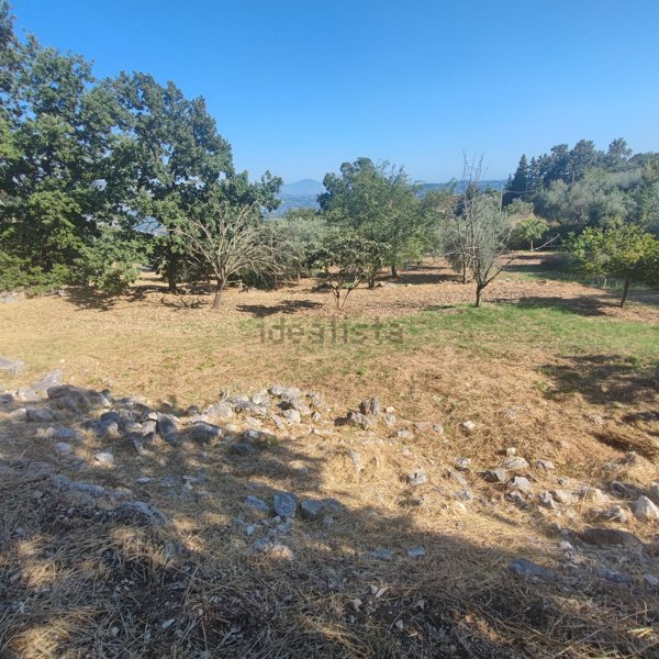 terreno agricolo in vendita ad Ausonia