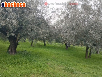 casa indipendente in vendita a Boville Ernica
