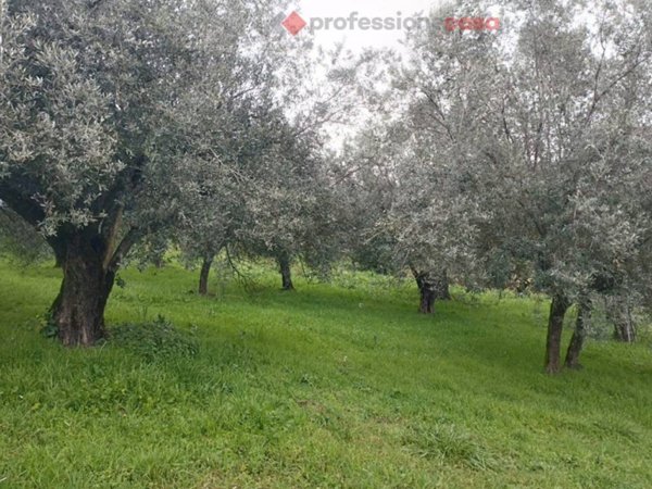 terreno agricolo in vendita a Boville Ernica in zona Casavitola