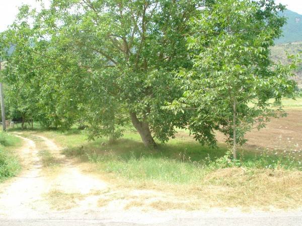 terreno agricolo in vendita a Cassino