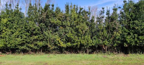 terreno agricolo in vendita a Cassino