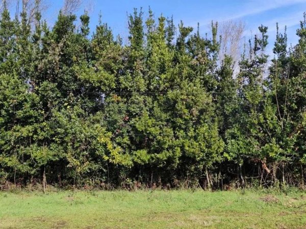 terreno agricolo in vendita a Cassino