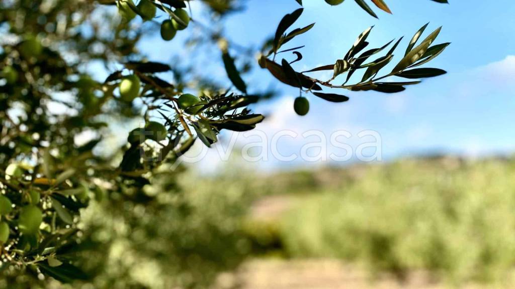 terreno agricolo in vendita a Castrocielo