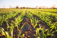 terreno agricolo in vendita ad Esperia