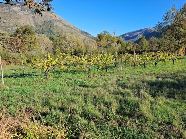 terreno agricolo in vendita ad Esperia