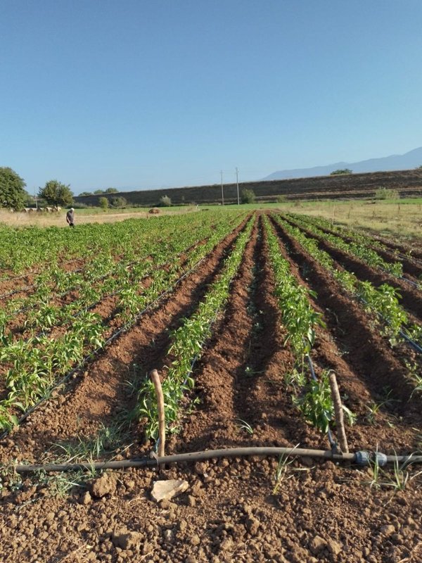 terreno agricolo in vendita ad Esperia