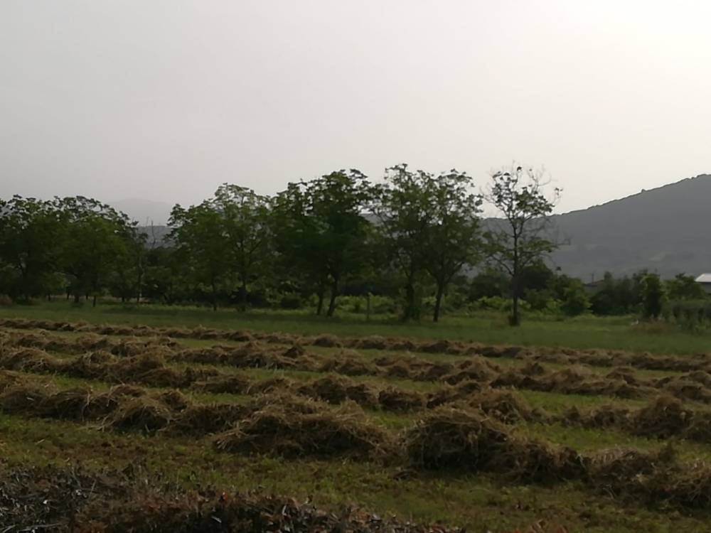 terreno agricolo in vendita a Ferentino