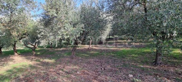 terreno agricolo in vendita a Ferentino