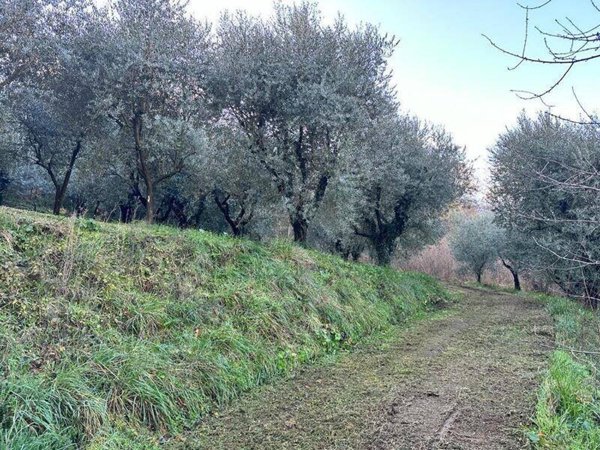 terreno agricolo in vendita a Ferentino
