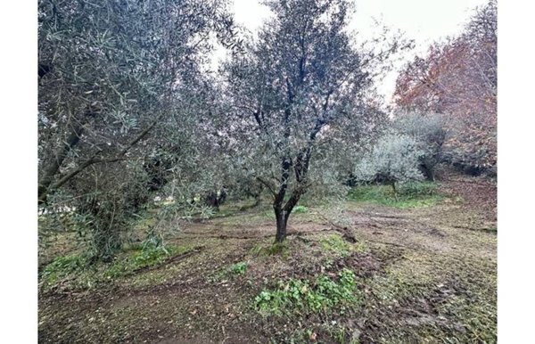 terreno agricolo in vendita a Ferentino