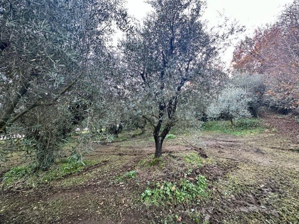 terreno agricolo in vendita a Ferentino