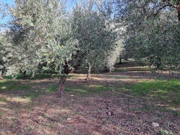 terreno agricolo in vendita a Ferentino