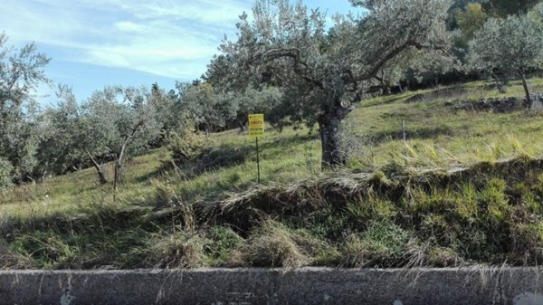 terreno agricolo in vendita a Fumone