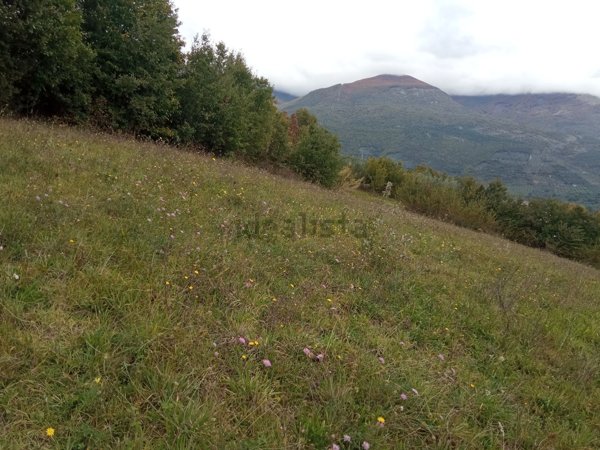 terreno agricolo in vendita a Guarcino