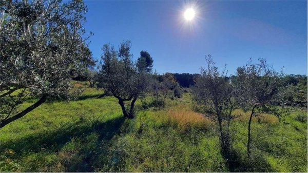 terreno agricolo in vendita a Monte San Giovanni Campano