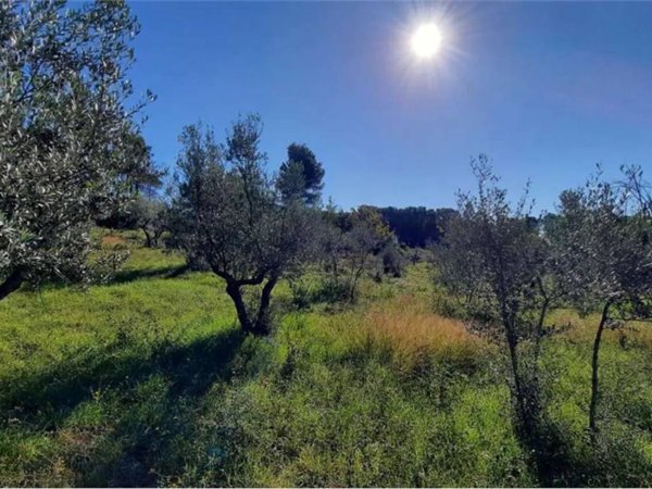 terreno agricolo in vendita a Monte San Giovanni Campano