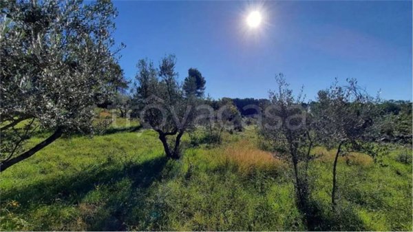 terreno agricolo in vendita a Monte San Giovanni Campano