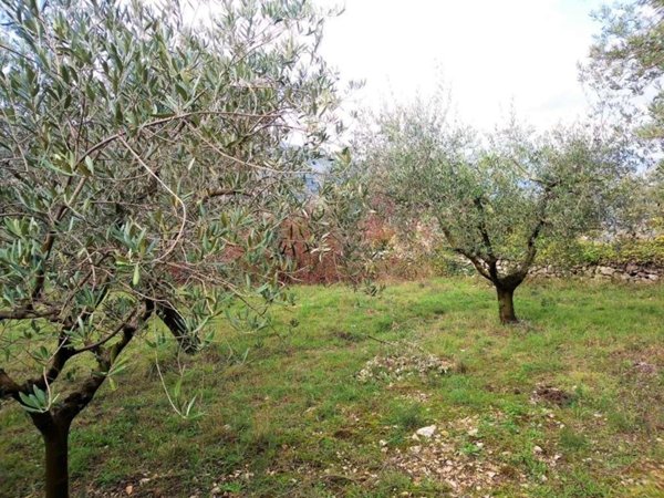 terreno agricolo in vendita a Monte San Giovanni Campano