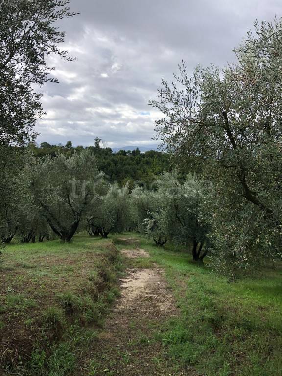 terreno agricolo in vendita a Paliano