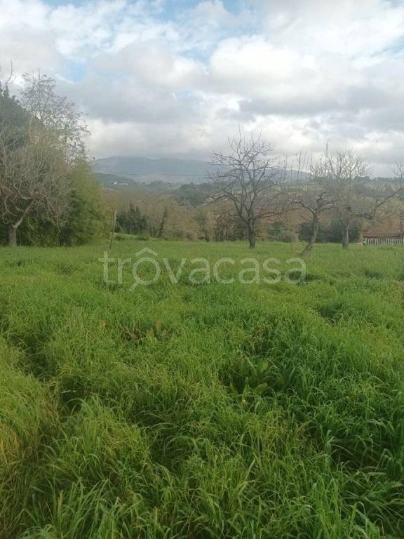 terreno agricolo in vendita a Paliano