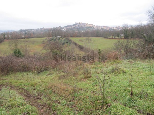 terreno agricolo in vendita a Paliano