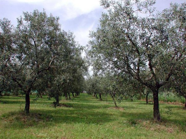 terreno agricolo in vendita a Piedimonte San Germano
