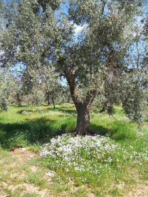 terreno agricolo in vendita a Piedimonte San Germano