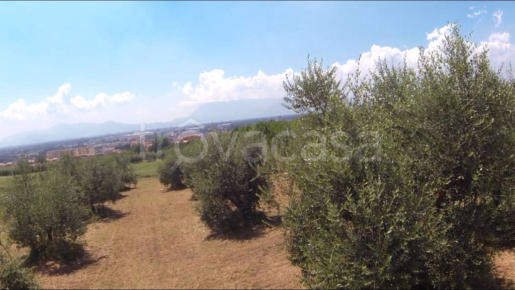 terreno agricolo in vendita a Piedimonte San Germano