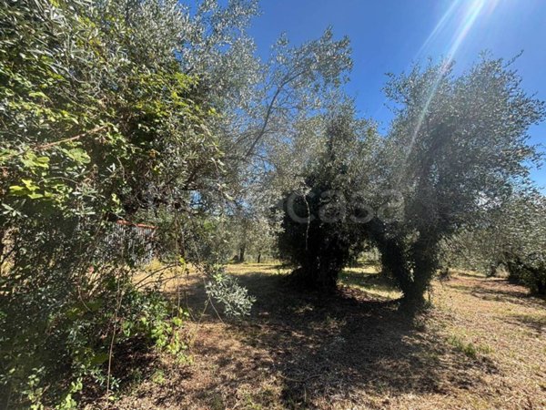 terreno agricolo in vendita a Piglio