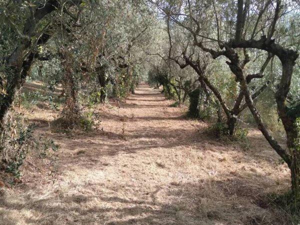 terreno agricolo in vendita a Piglio