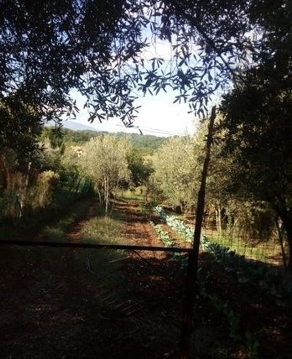 terreno agricolo in vendita a Piglio