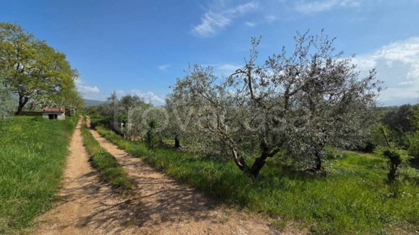 terreno agricolo in vendita a Piglio