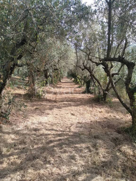 terreno agricolo in vendita a Piglio