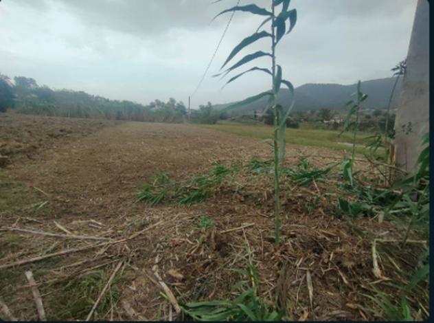 terreno agricolo in vendita a Pontecorvo