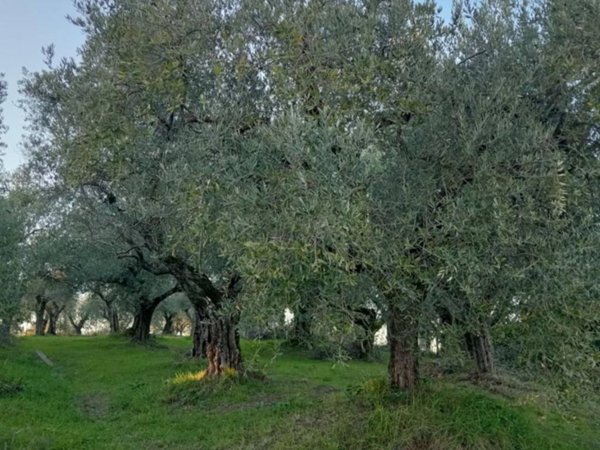 terreno agricolo in vendita a Ripi