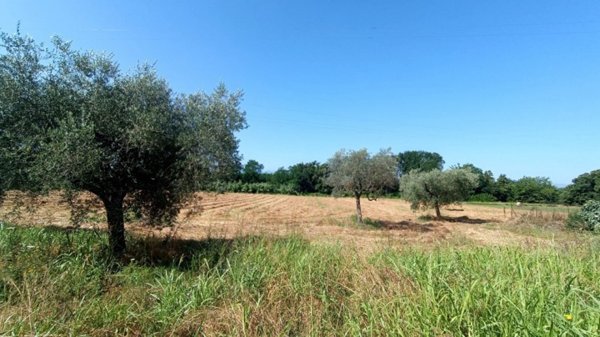 terreno agricolo in vendita a Roccasecca